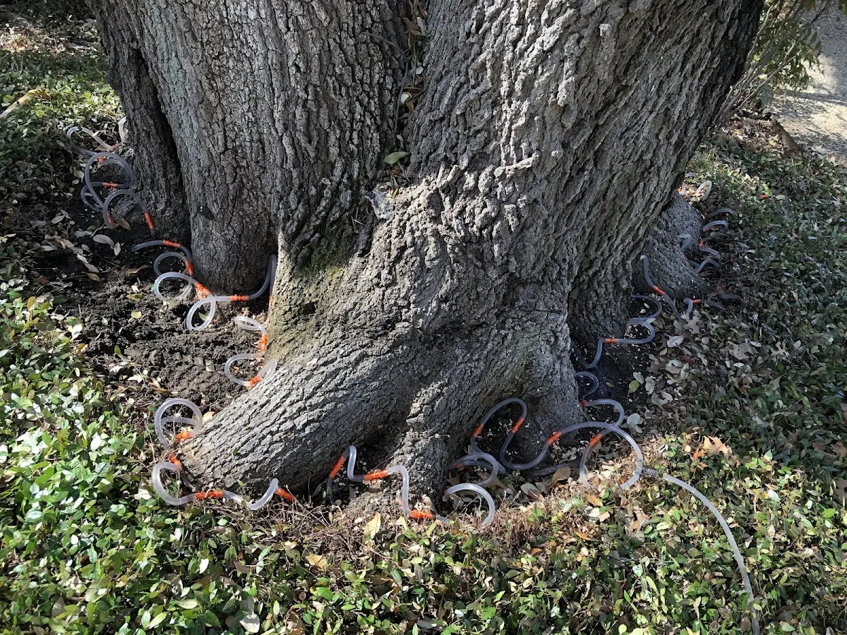 Detailed Tree Cabling and Bracing job site in Griggsville