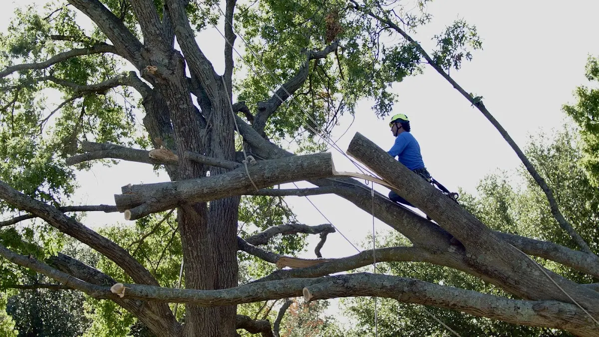 Professional Crown Thinning performed by certified arborists in Griggsville